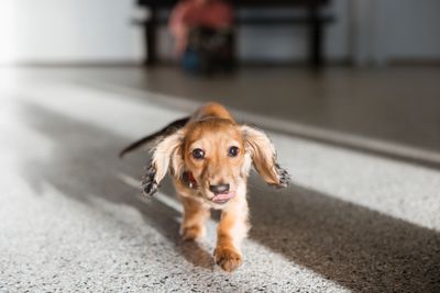 a dachshund puppy