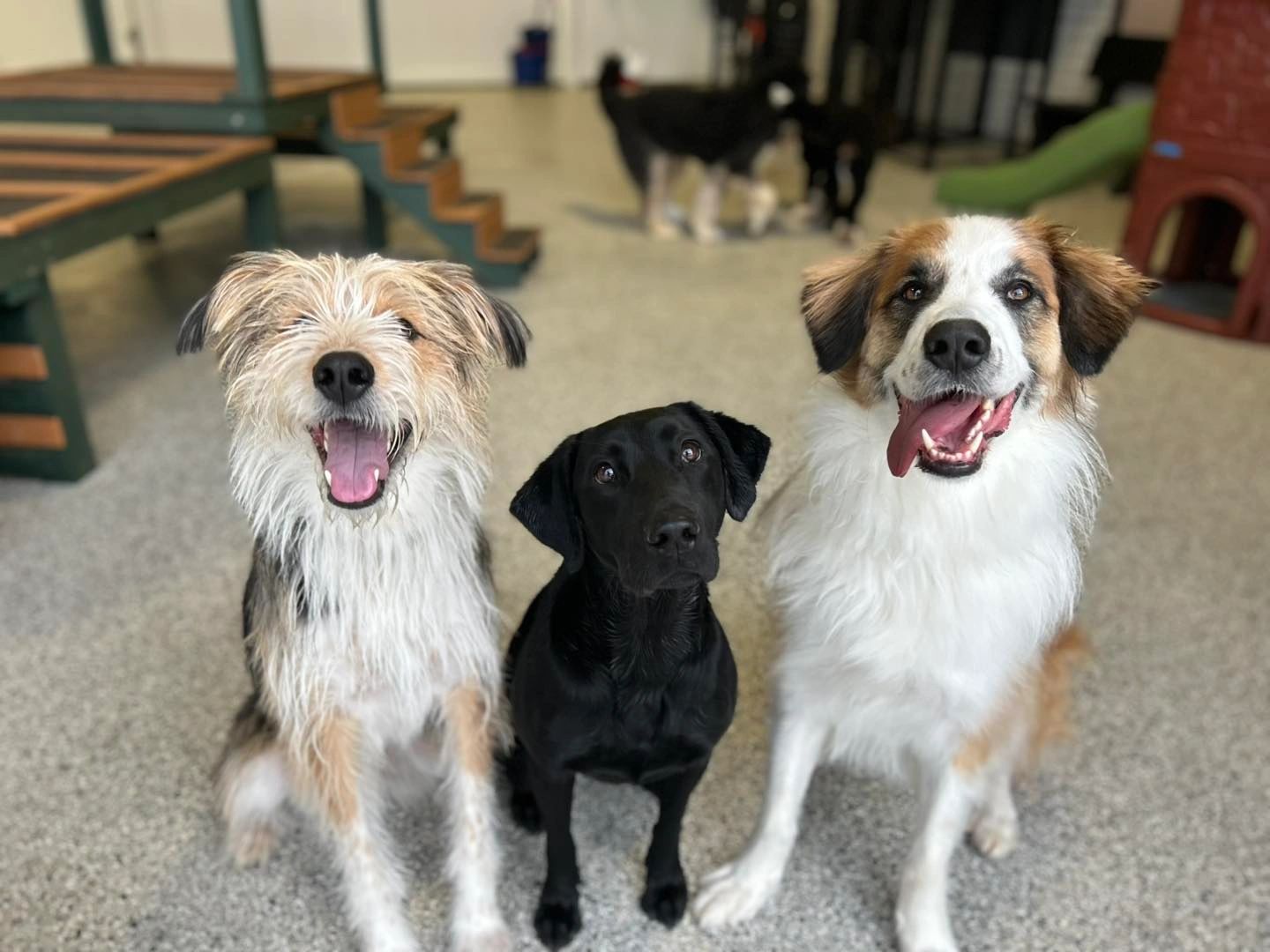 Three dogs sitting 