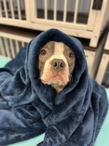 A boston terrier covered in a blue blanket