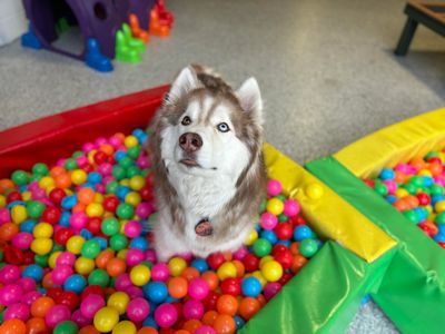 A husky plays in a ball pit