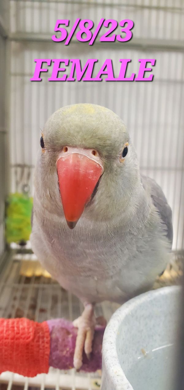 Casper Birds Birdie Britches & Centurion Cage