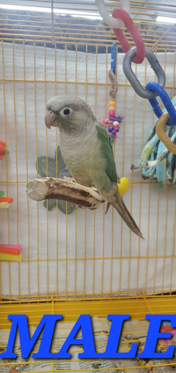 Casper Birds Birdie Britches & Centurion Cage