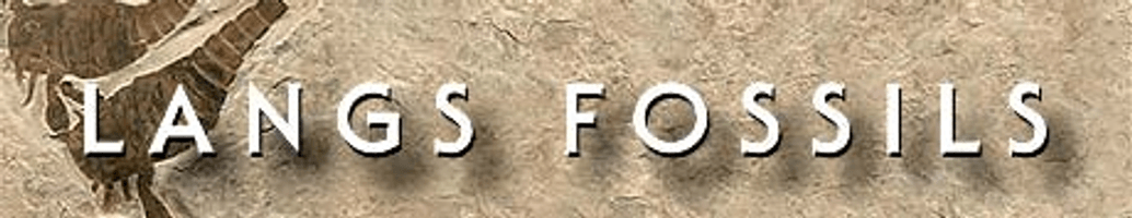Lang's Fossils