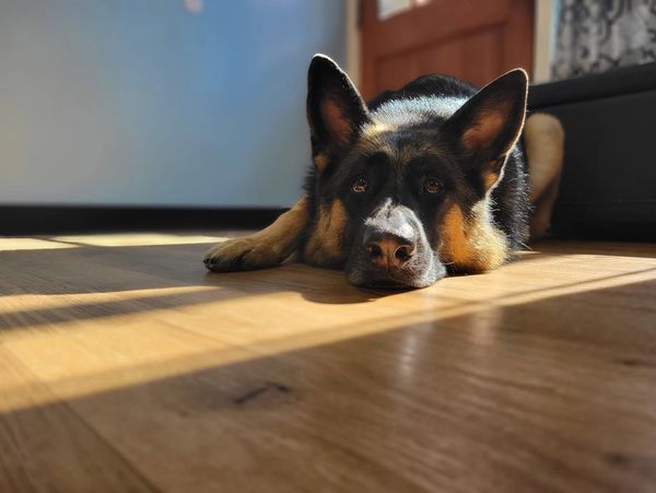 German Shepherd dog lying on wooden floor.