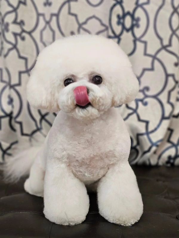 Fluffy white dog licking its nose.