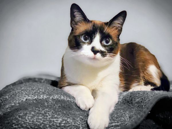 Calico cat lying on a gray blanket.