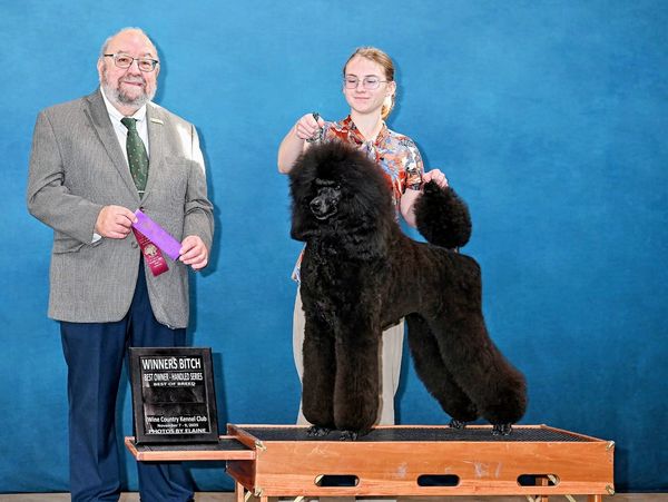 Dog show winner with handler and judge.