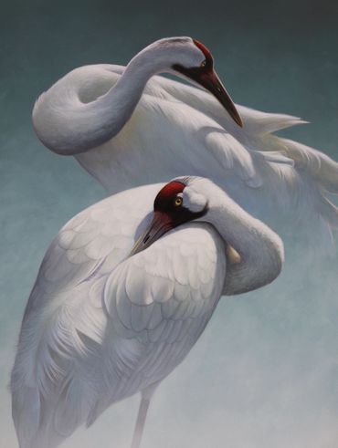 "Pas De Deux" Whooping Cranes, 18"x 24" acrylic. SOLD