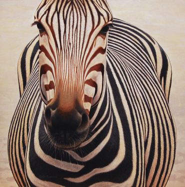 "Looking Ahead" Zebra, 12"x 12" acrylic, SOLD