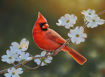 "Cardinal and Dogwood" Virginia State Bird and Flower, 9"x 12" SOLD. Prints Available. 