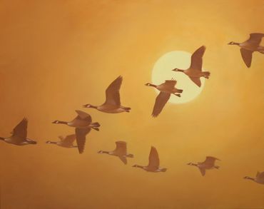 "Sunrise Chevron" canada geese, 24"x 30" Oil