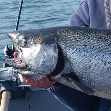 Bottom line Fishing Charters