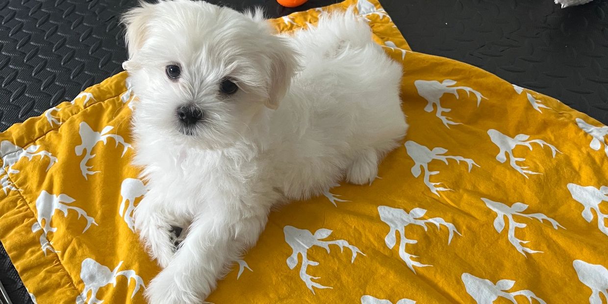 A white fluffy puppy lying on a yellow blanket with white patterns.