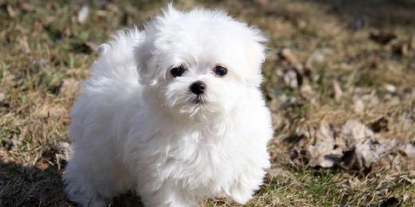 Ckc maltese top puppies for sale