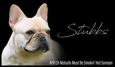 COWGURL FRENCHIES CHAMPION SIRE STUBBS, Standard French Bulldog Breeder