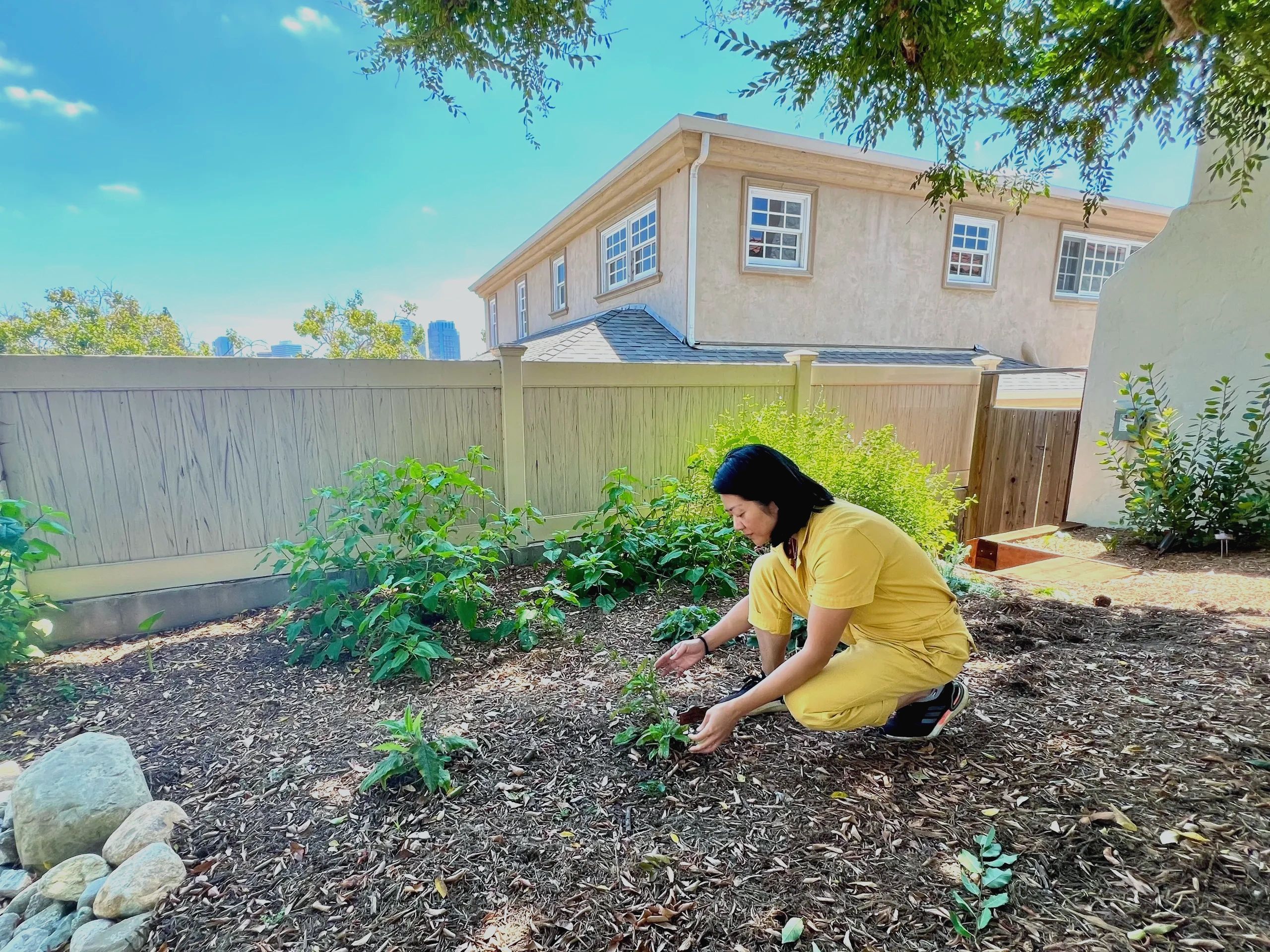 Person tending to plants in a sunny backyard garden.