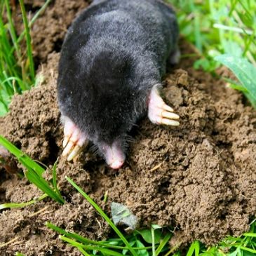 Moles