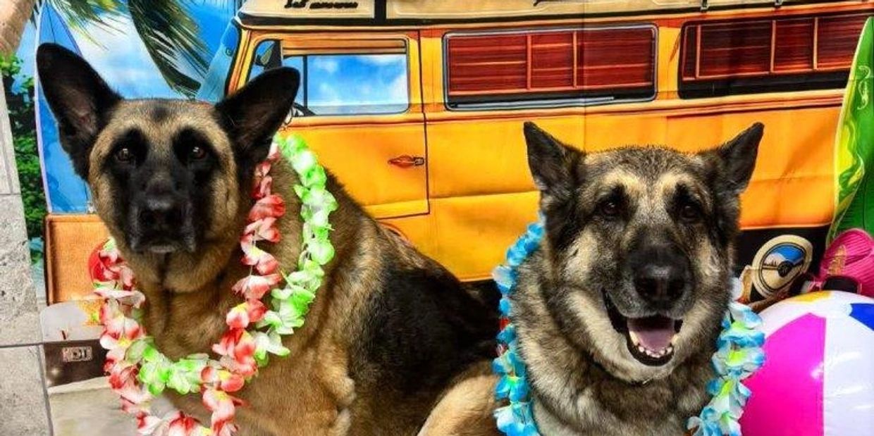 Two German Shepherd dogs wearing colorful flower leis.