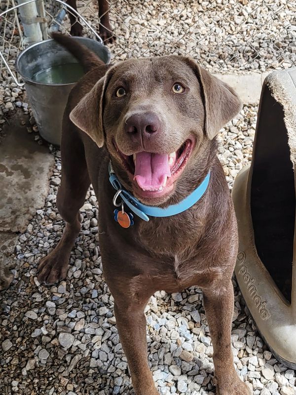 Labrador Retriever