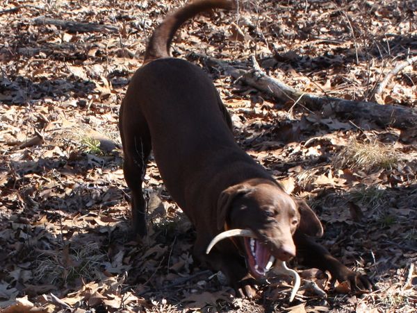 Labrador Retriever