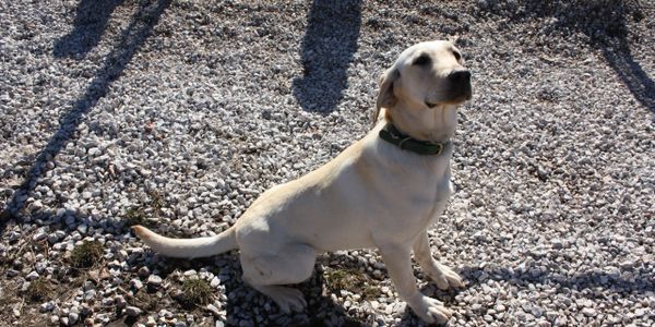 Labrador Retriever