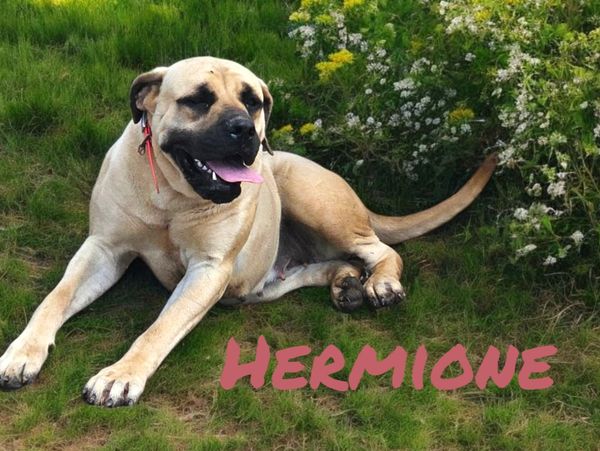 English Mastiff