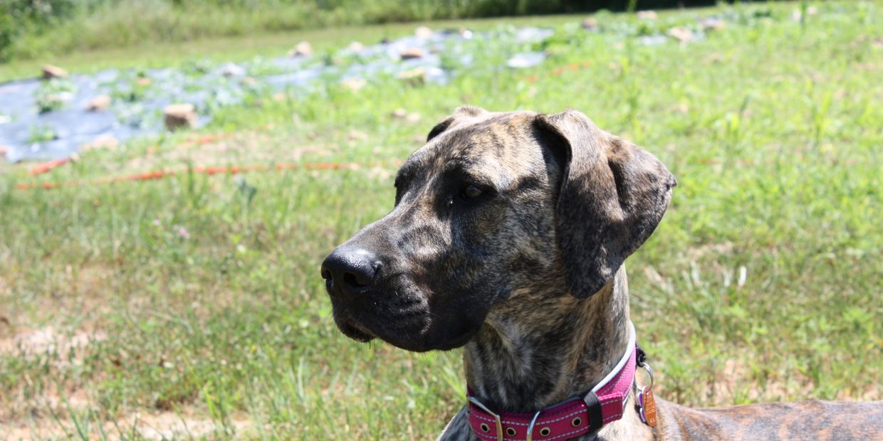 Great Dane