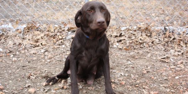 Labrador Retriever