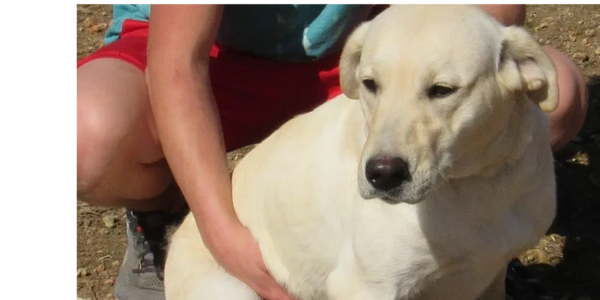 Labrador Retriever