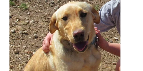 Labrador Retriever 