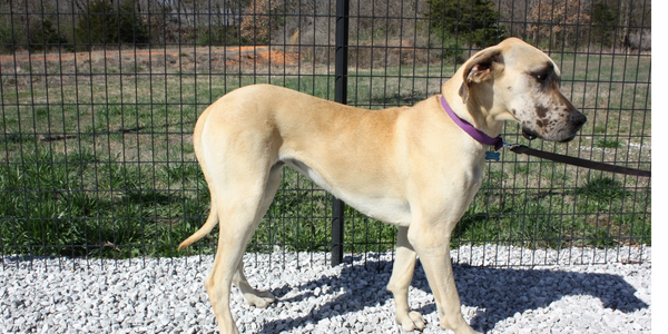 Great Dane