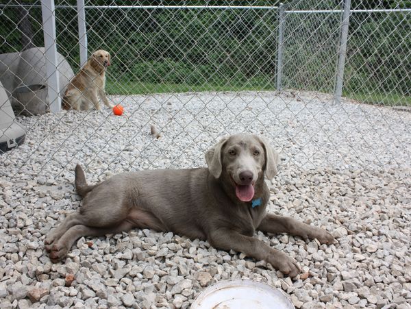 Labrador Retriever