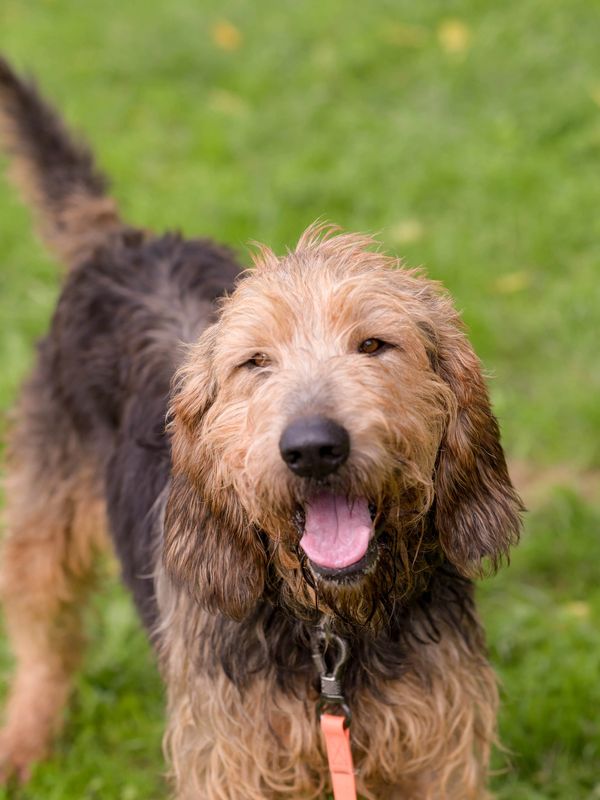 Happy, wet dog standing on grass with tongue out.