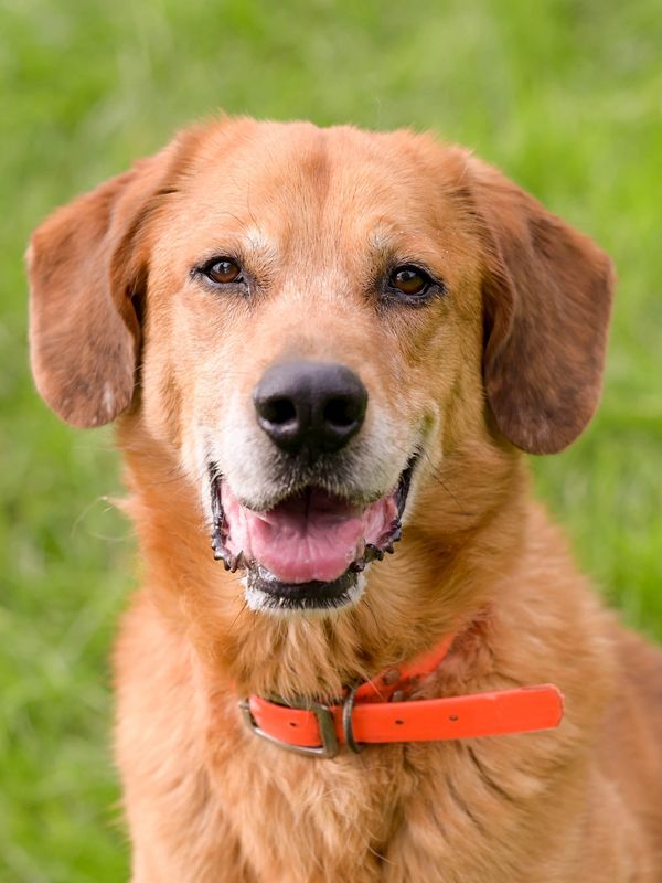 Happy golden retriever with an orange collar sitting on grass.