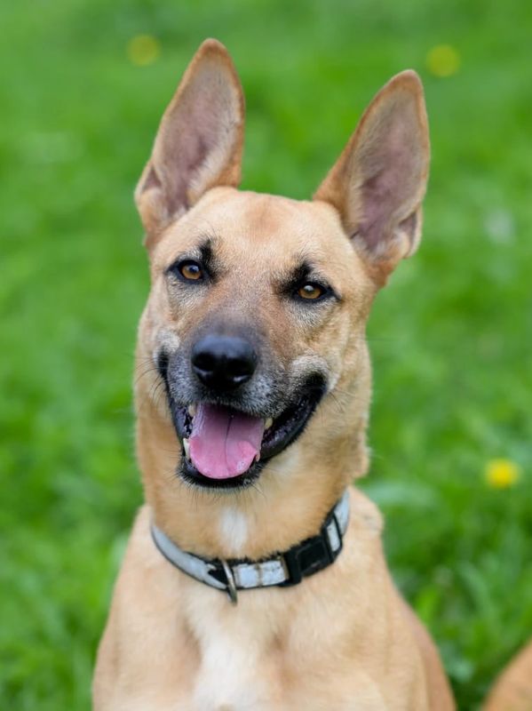 Happy tan dog with large ears sitting on green grass.