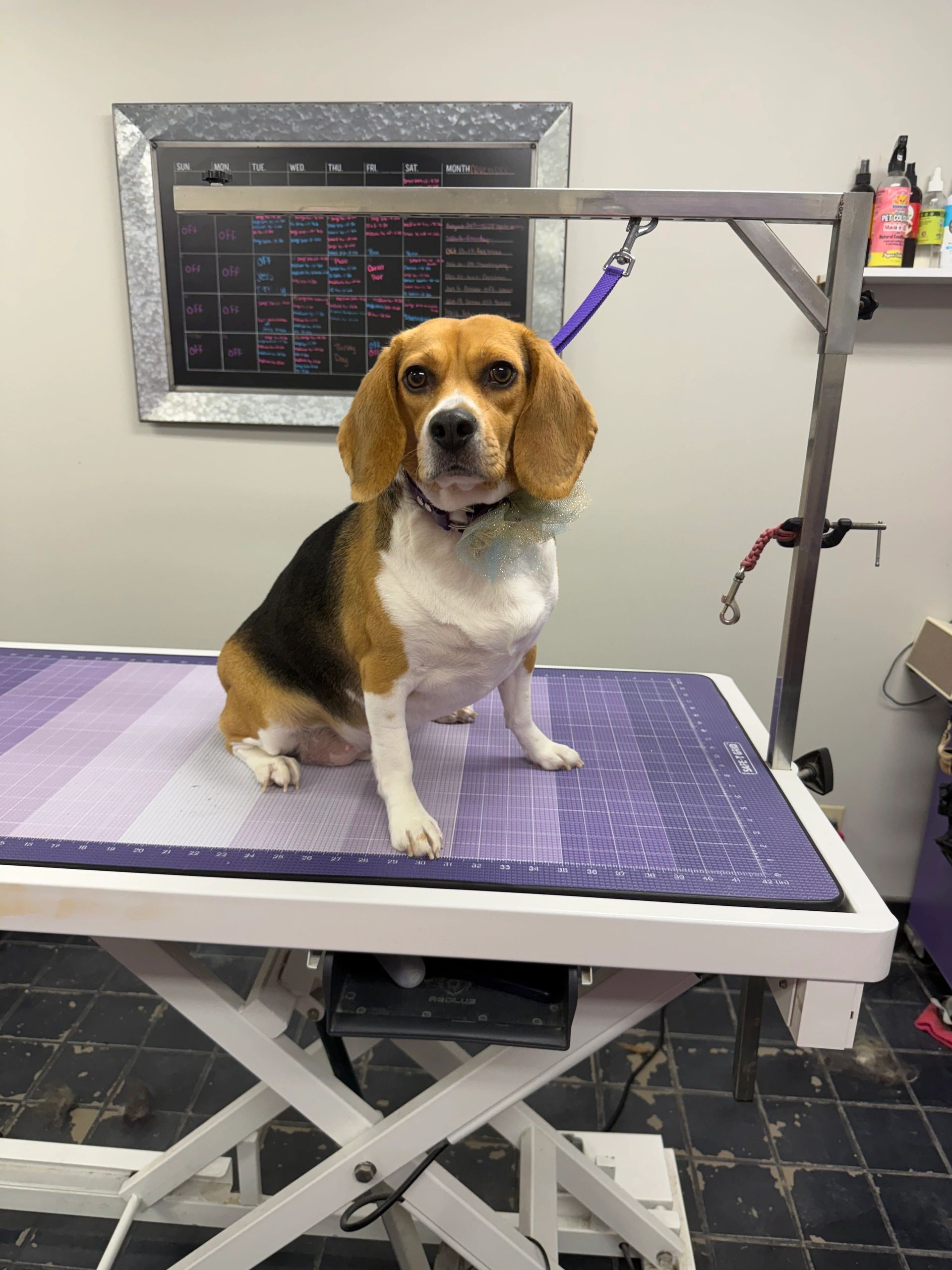 Beagle sitting on a grooming table with a purple leash and bow.