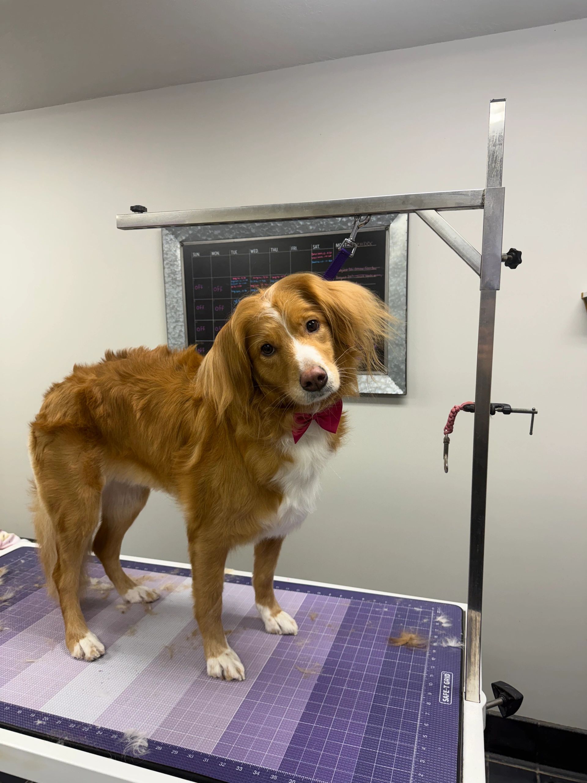 A brown and white dog with a bow tie on a grooming table.