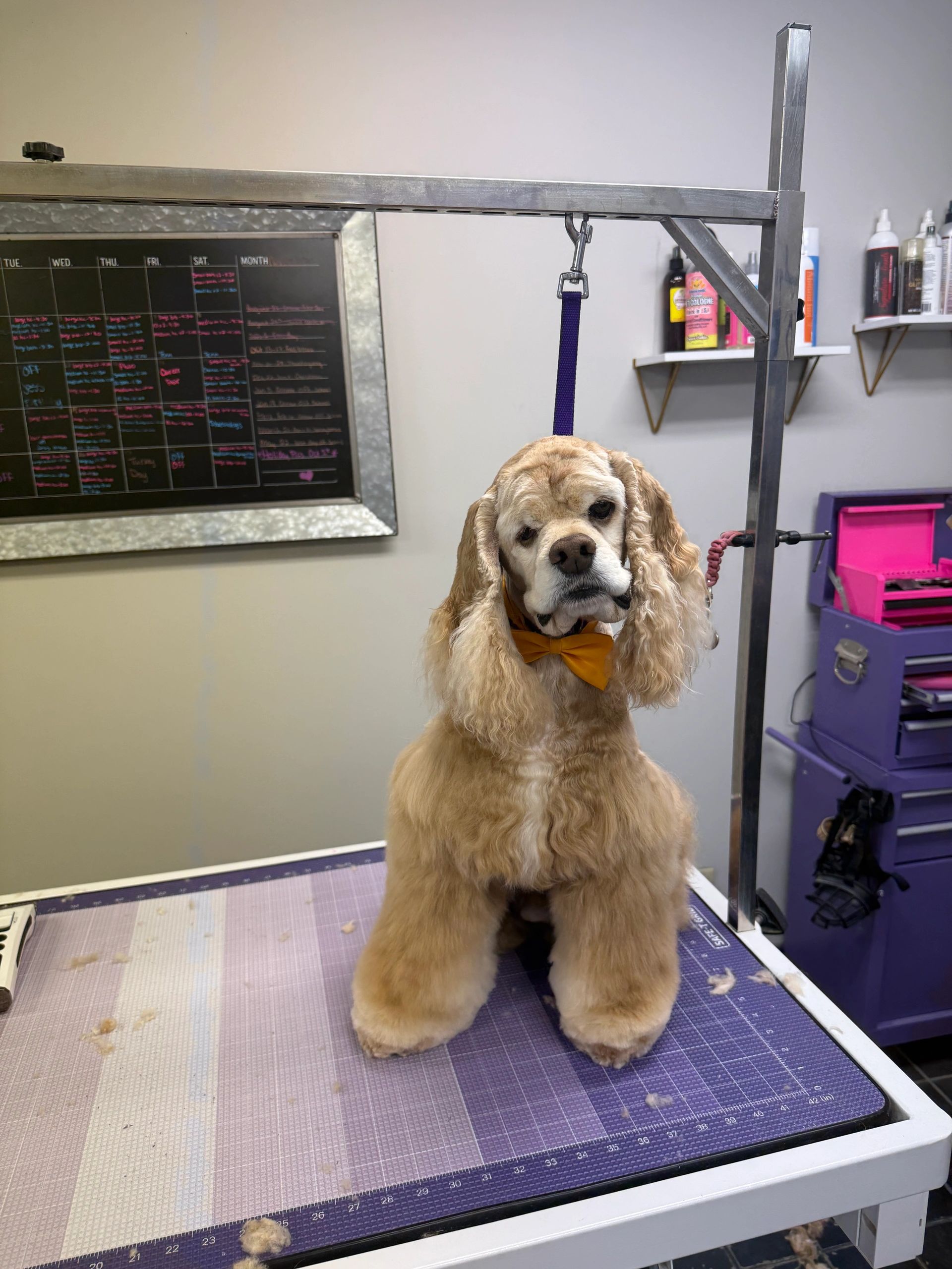 Groomed dog with a yellow bow tie on a grooming table.