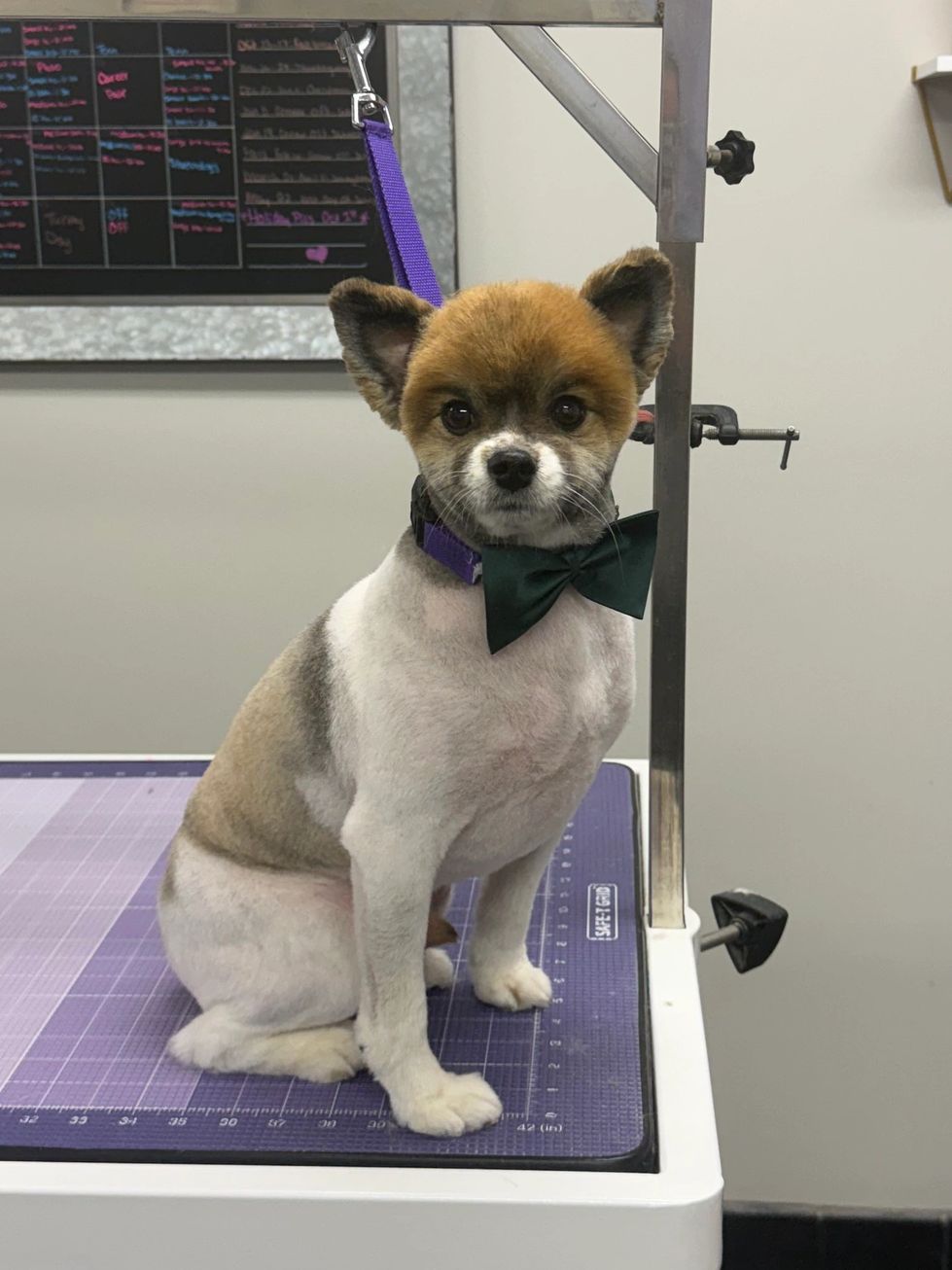 Small dog with a fresh haircut wearing a green bow tie.