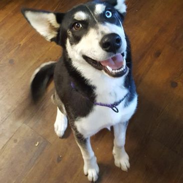 Happy husky with one blue eye sitting on wooden floor.