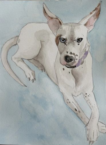 Watercolor painting of a white dog with heterochromia on a soft blue background.
