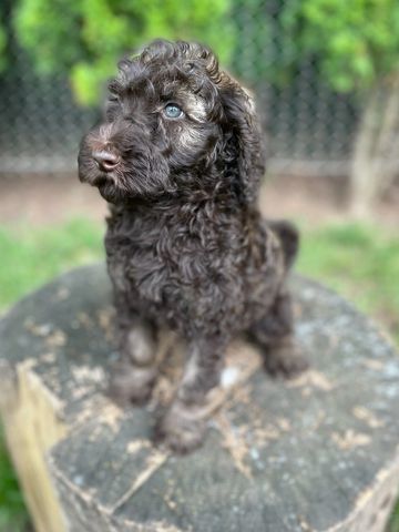 Puppies - Puppies for sale ontario - Puppies for sale - Puppies-ontario