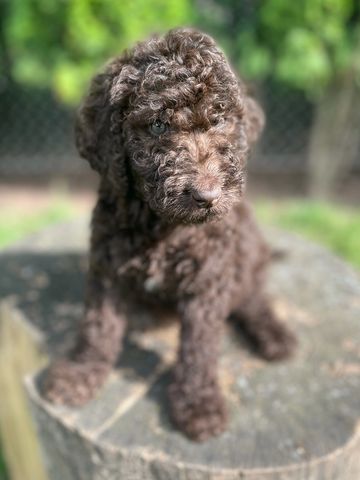 Puppies - Puppies for sale ontario - Puppies for sale - Puppies-ontario