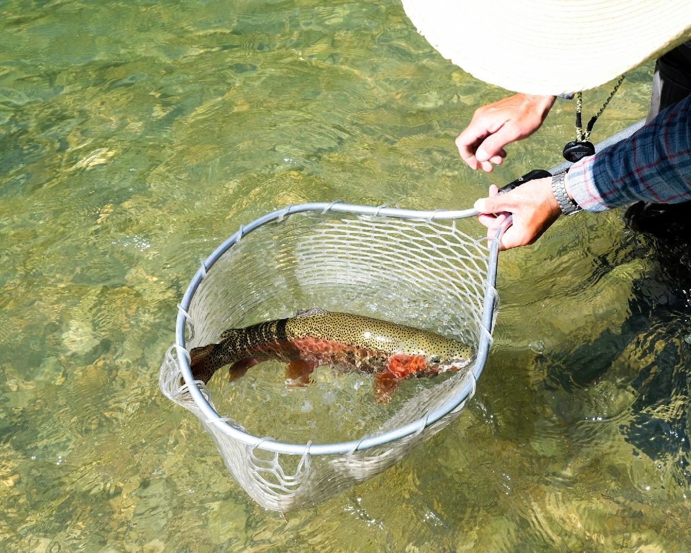 Guadalupe Rainbow Trout