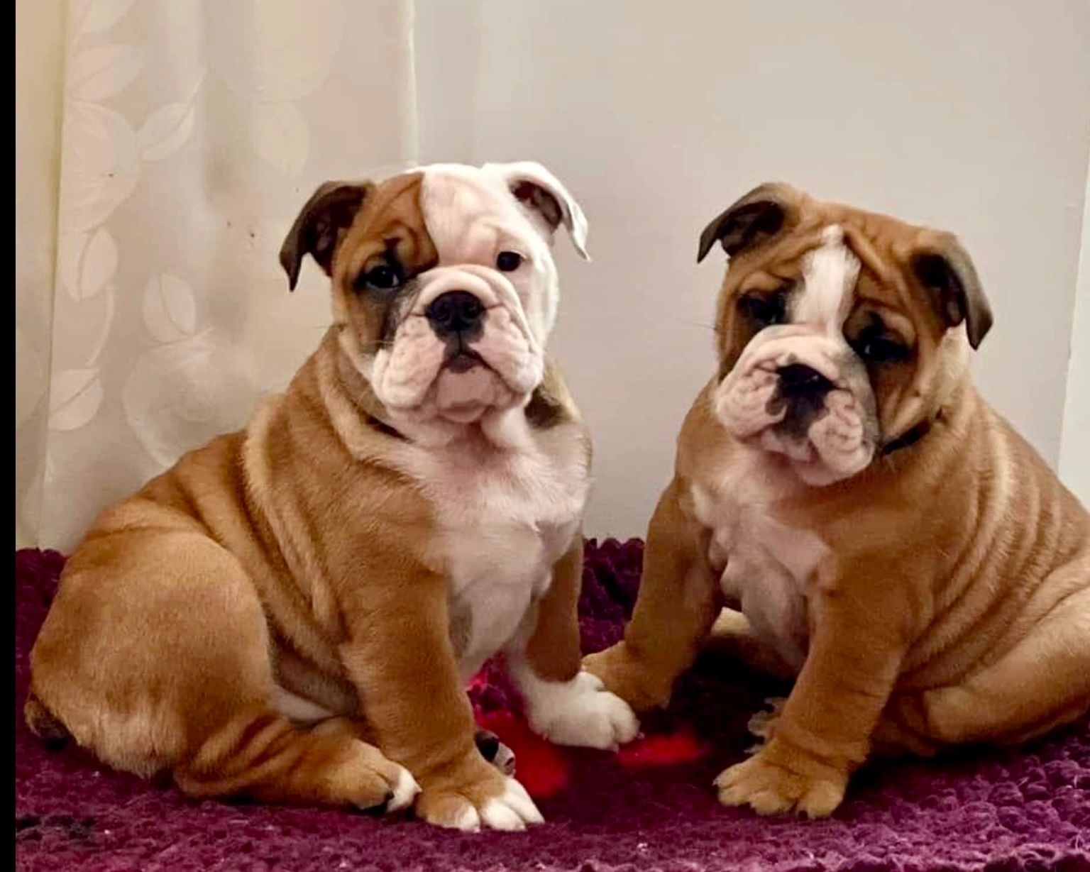 Pair of bulldogs