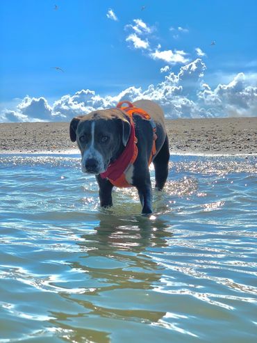 Dog wearing a vest and entering a lake