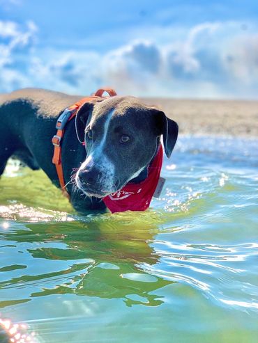 Dog standing near a lake