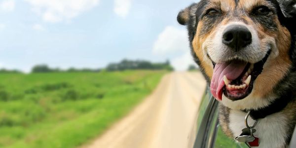Happy dog sticking head out of car window.