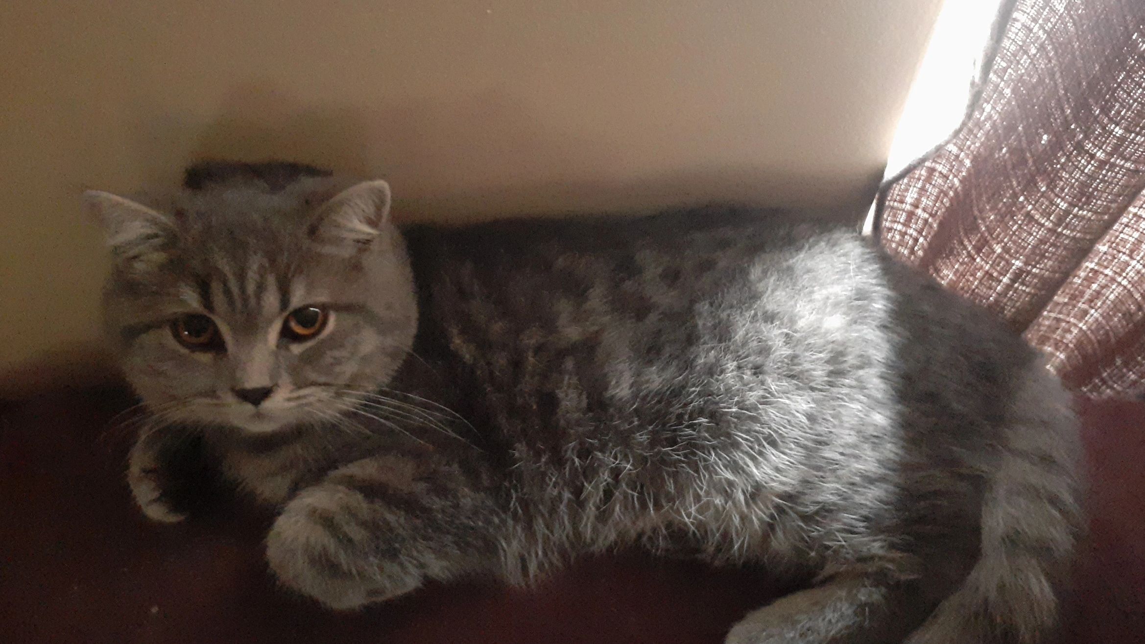 Mâle British shorthair blue golden tabby 1 an déjà stériliser 