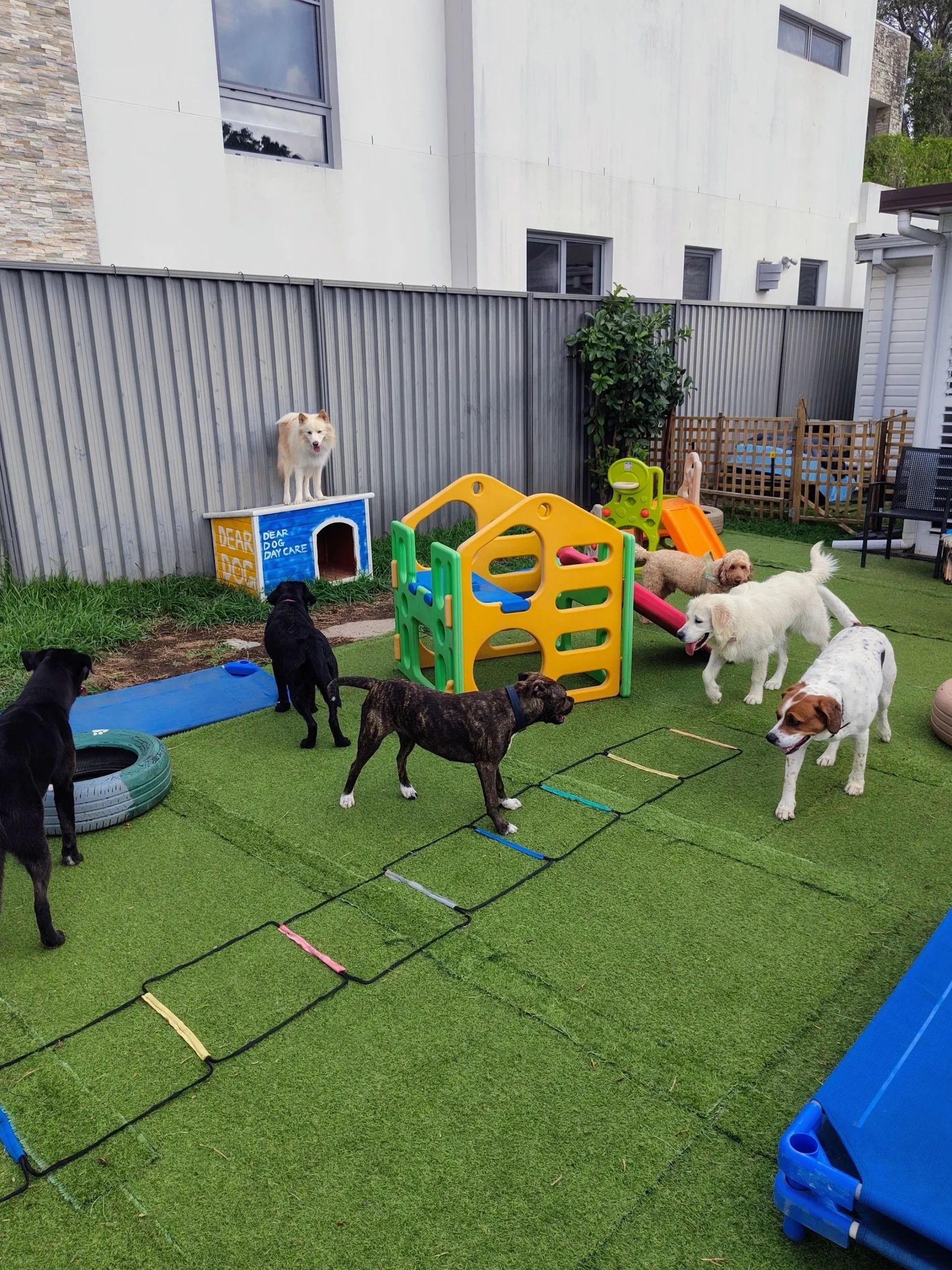 Dear Dog Daycare